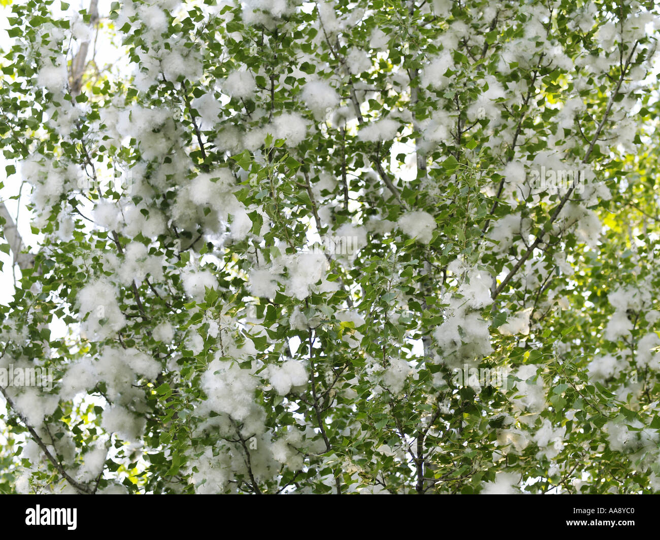 Pappel in voller Blüte, Wolle Stockfoto
