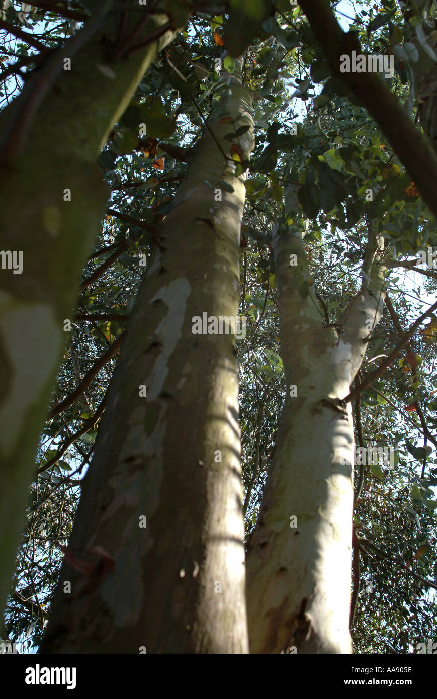 Eucalyptus Cordata bei Hellier Gärten Hampshire Vereinigtes Königreich Stockfoto