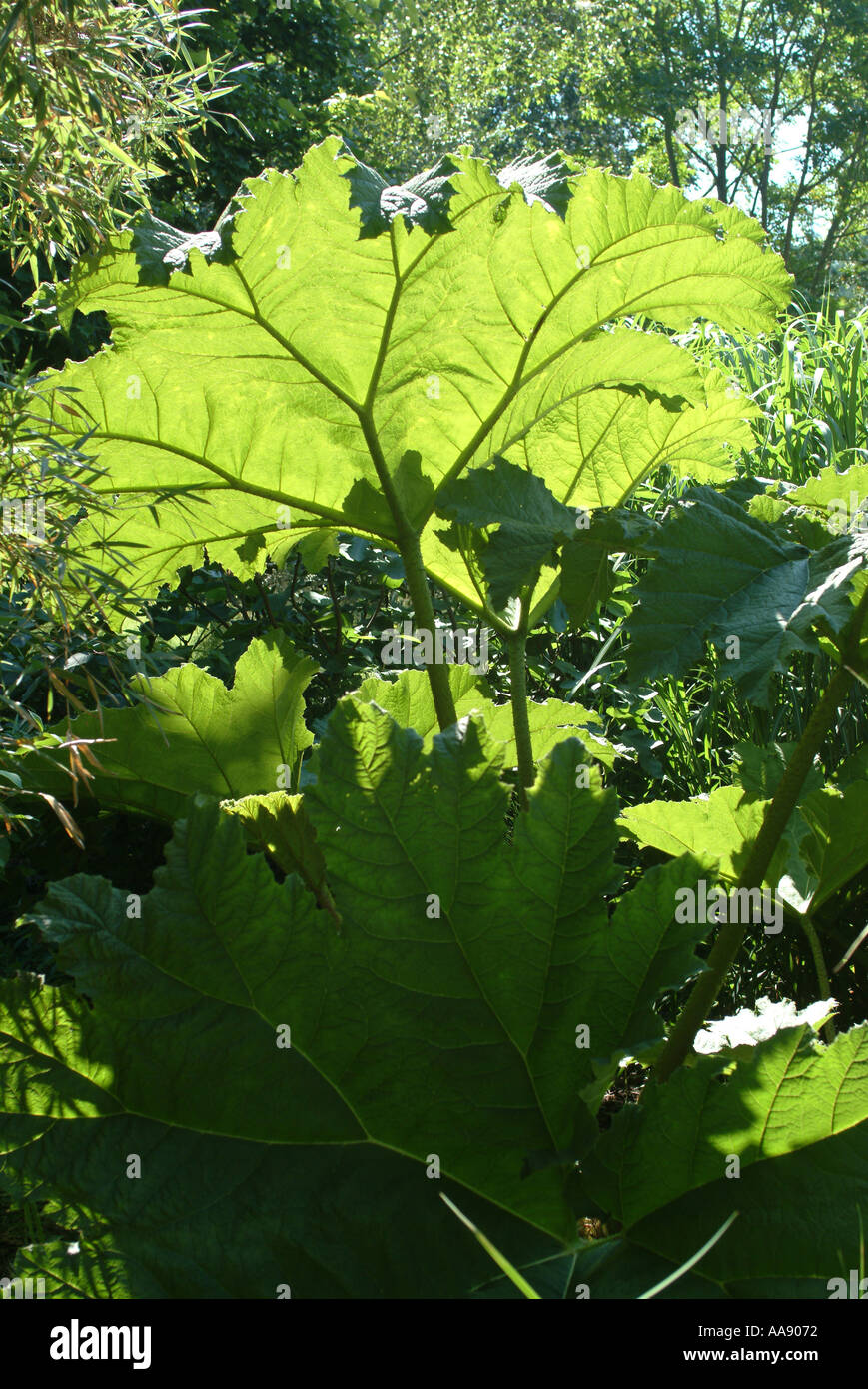 Sonnenlicht reflektieren durch Gunnera Blatt bei hügeliger Gärten Hampshire Vereinigtes Königreich UK Stockfoto