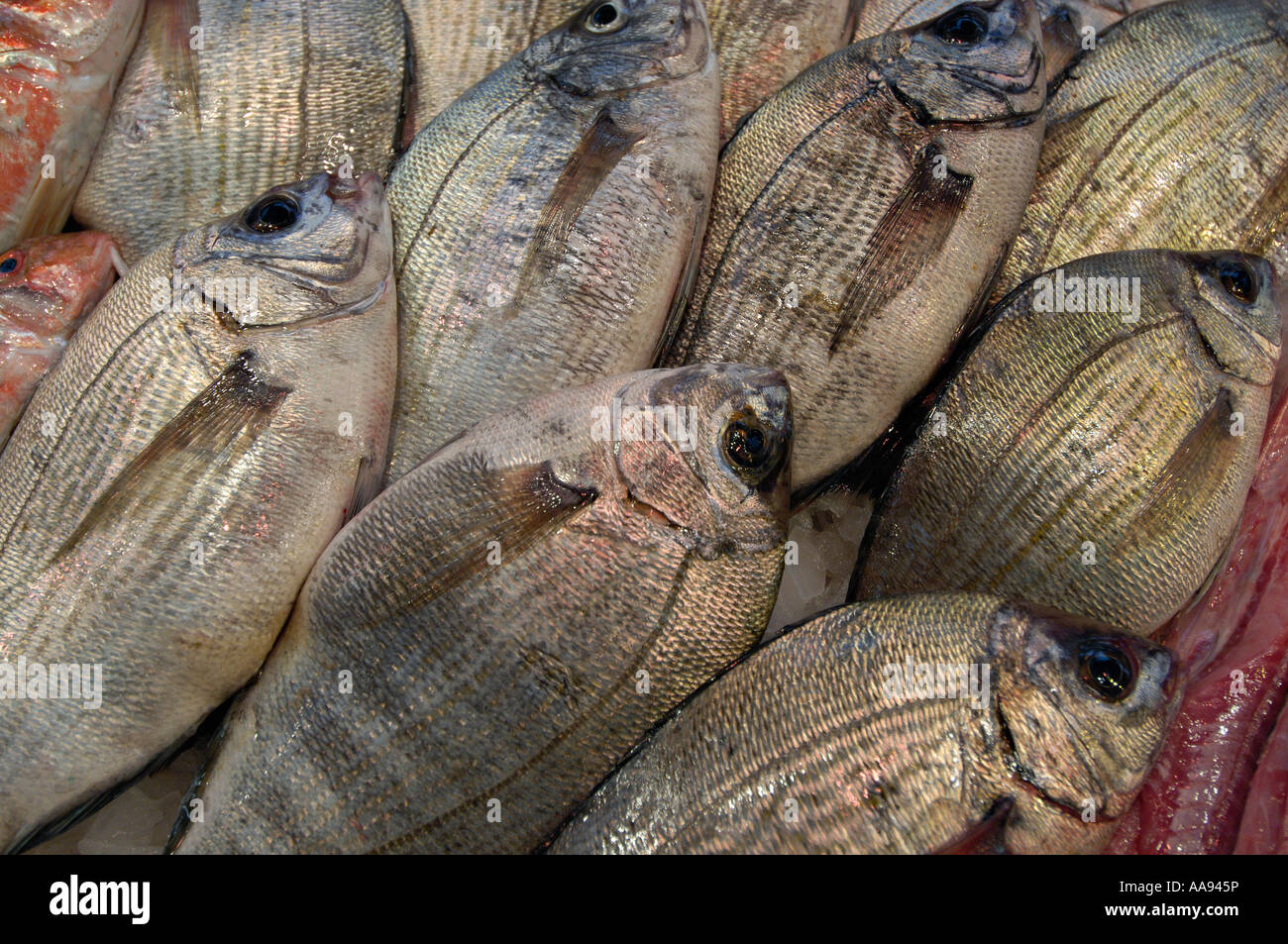 Zeilen von der Dorade auf ein fischhändler abgewürgt. Stockfoto