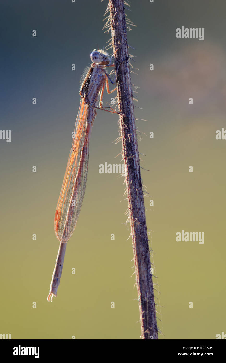 Libelle auf einer Anlage Stockfoto