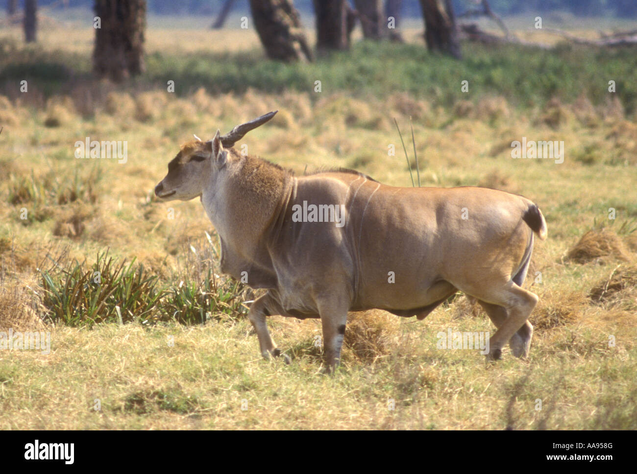Profil-Seitenansicht des männlichen Eland die größte aller afrikanischen Antilopen in Ngorongoro Krater Tansania Ostafrika Stockfoto