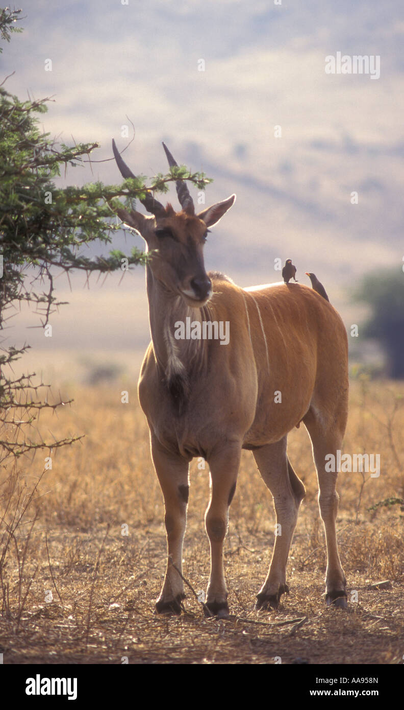 Erwachsene weibliche Eland die größte aller afrikanischen Antilopen in Ngorongoro Krater Tansania Ostafrika Stockfoto