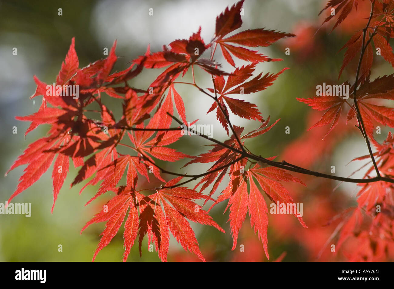 Zweig der rot lila Blätter des japanischen Ahorn - Acer Palmatum var. Atropurpureum, Japan, Asien Stockfoto