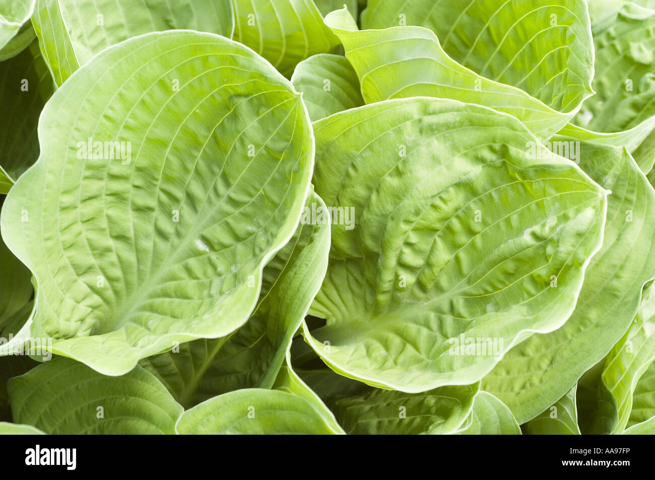 Grüne Blätter des Spitzwegerich Lily, Liliaceae - Hosta Fortunei GIGANTEA Stockfoto