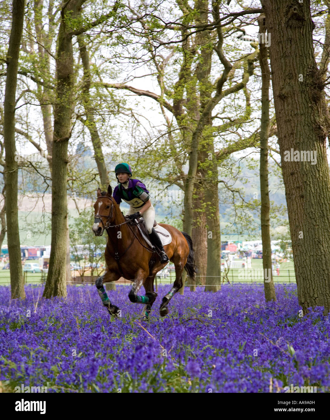 Pferd im Wald Glockenblumen Stockfoto