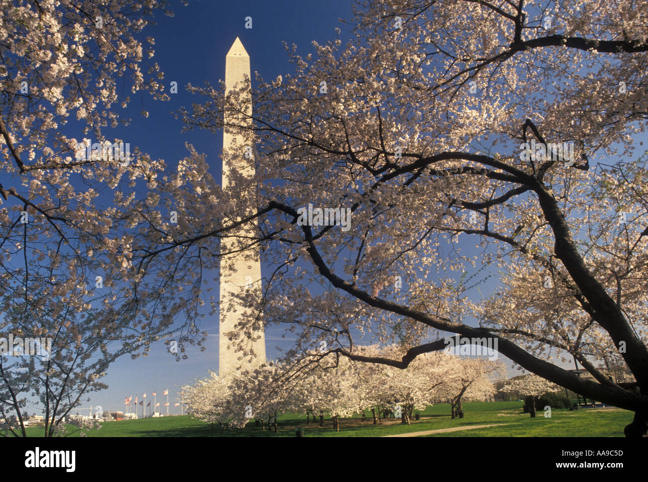 AJ11189, Washington Monument, Washington, D.C., District Of Columbia Stockfoto