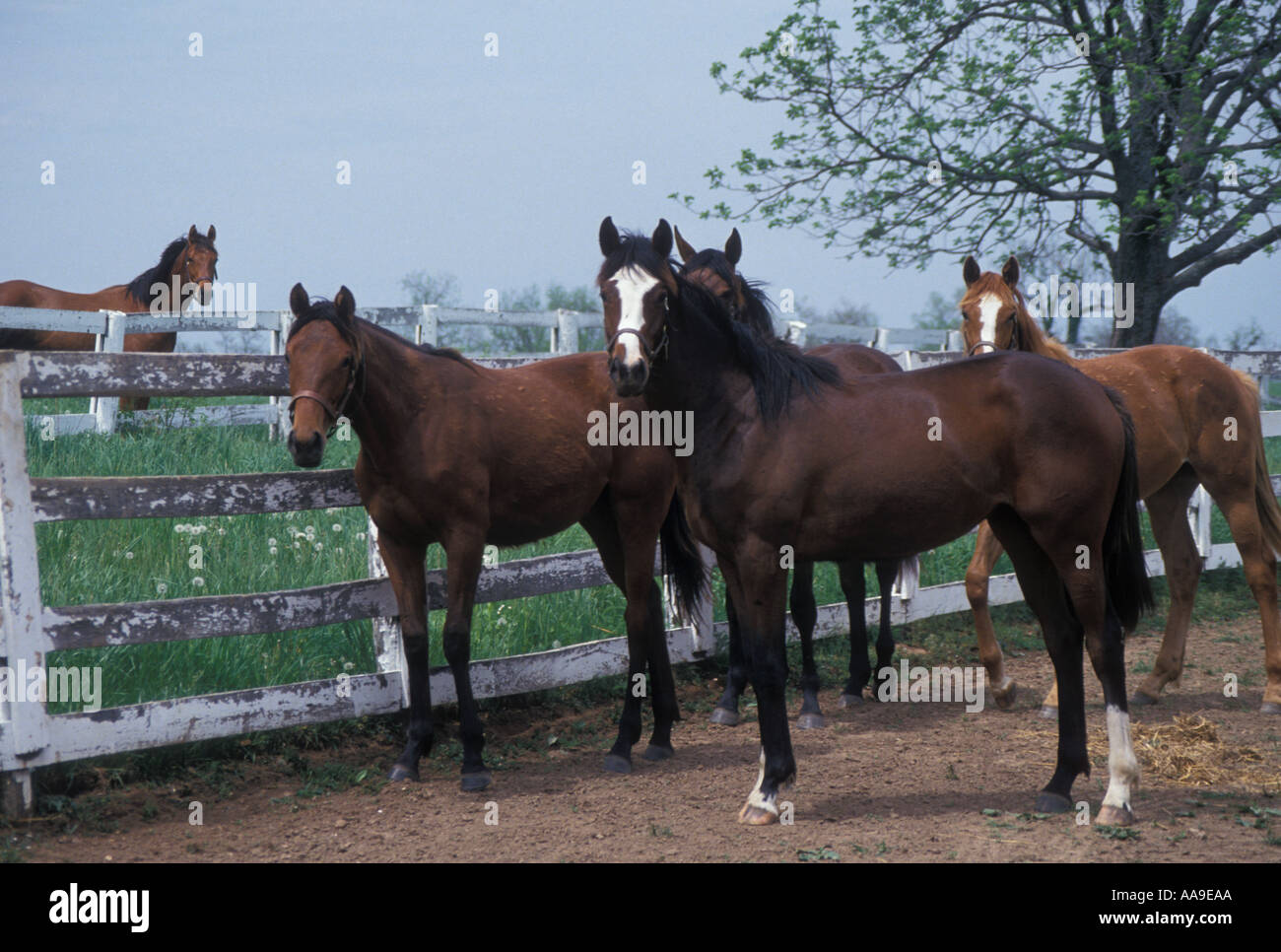 AJ11778, Lexington, KY, Kentucky Stockfoto