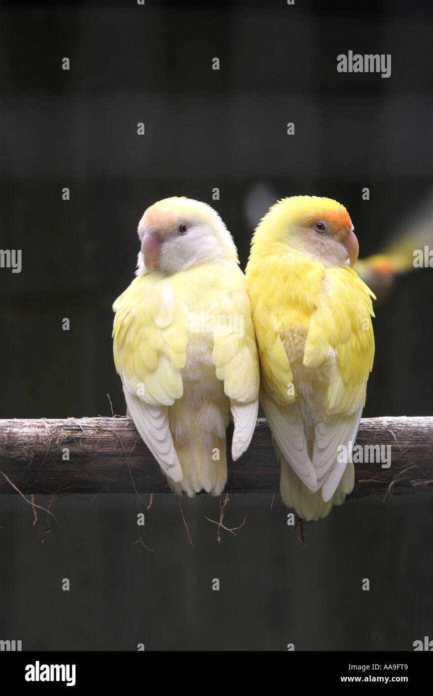 Paar Turteltauben Stockfoto