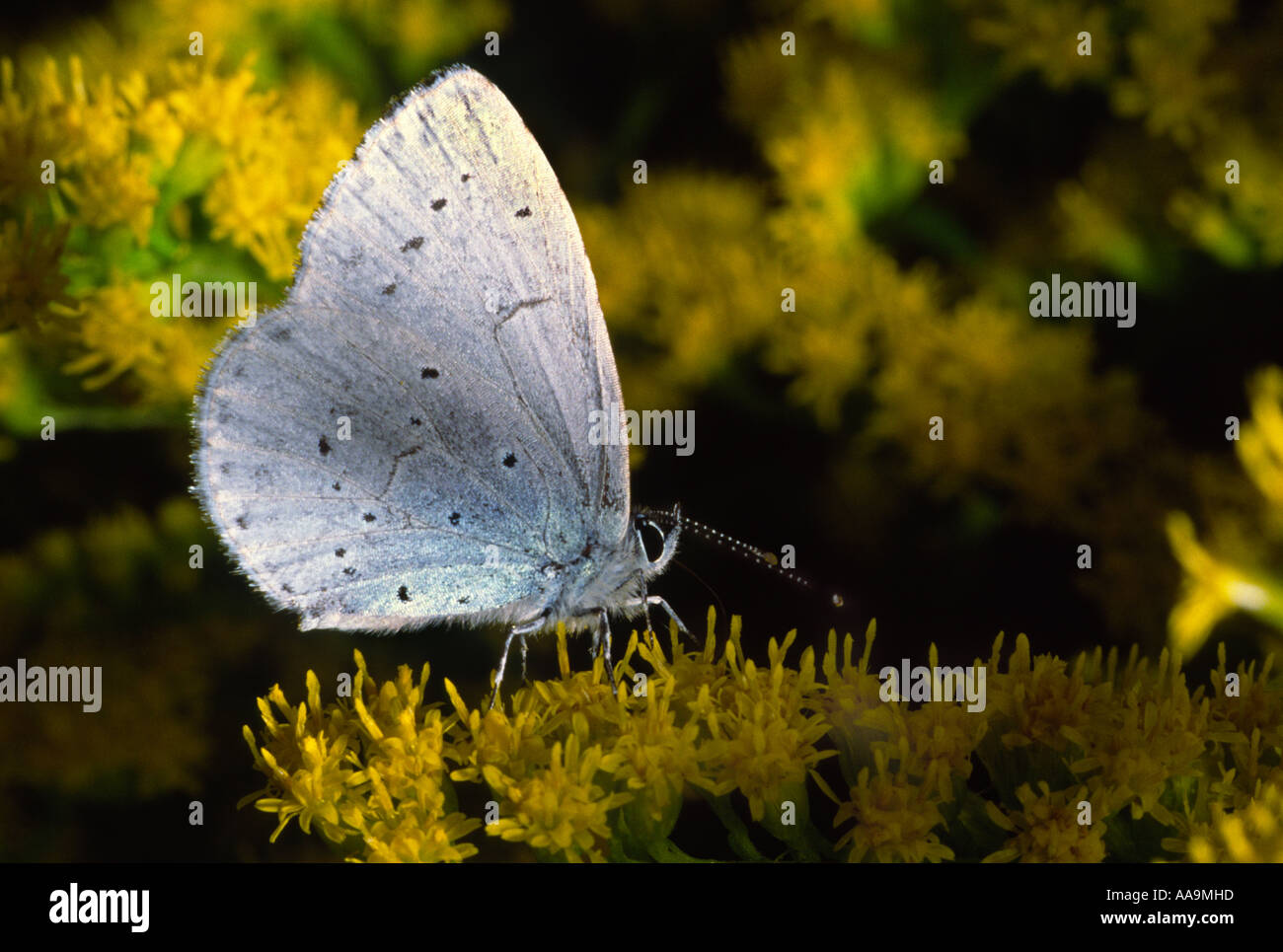 Holly Blue Butterfly Celestrina argiolus Stockfoto