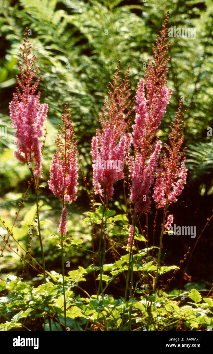 Chinesische Astilbe aka falsche Spirea oder falsche Ziege Bart, Astilbe Chinensis, Saxifragaceae Stockfoto