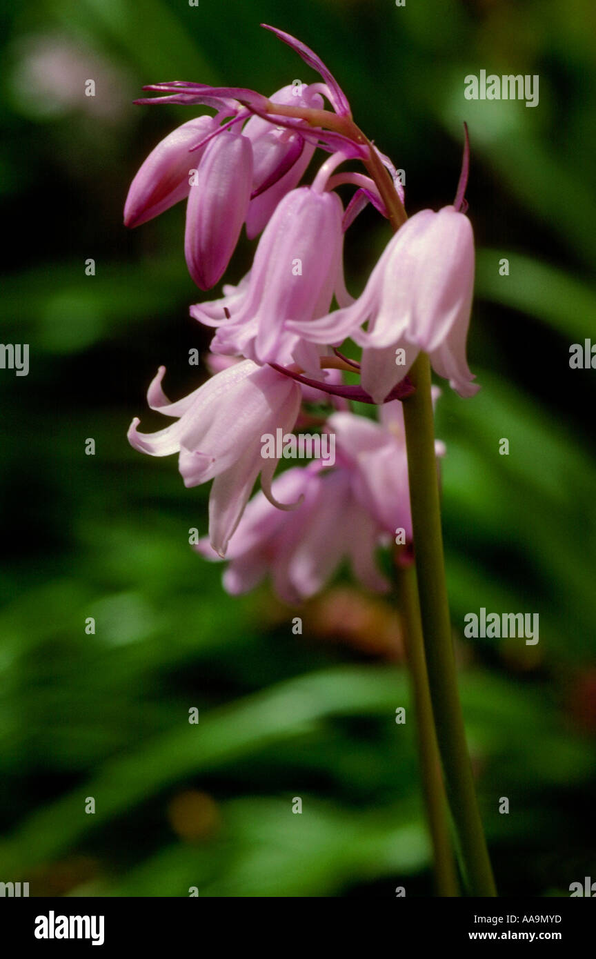 Glockenblumen, Hyacinthoides non-Scripta, (rosa-Variante), Hyacinthaceae Stockfoto