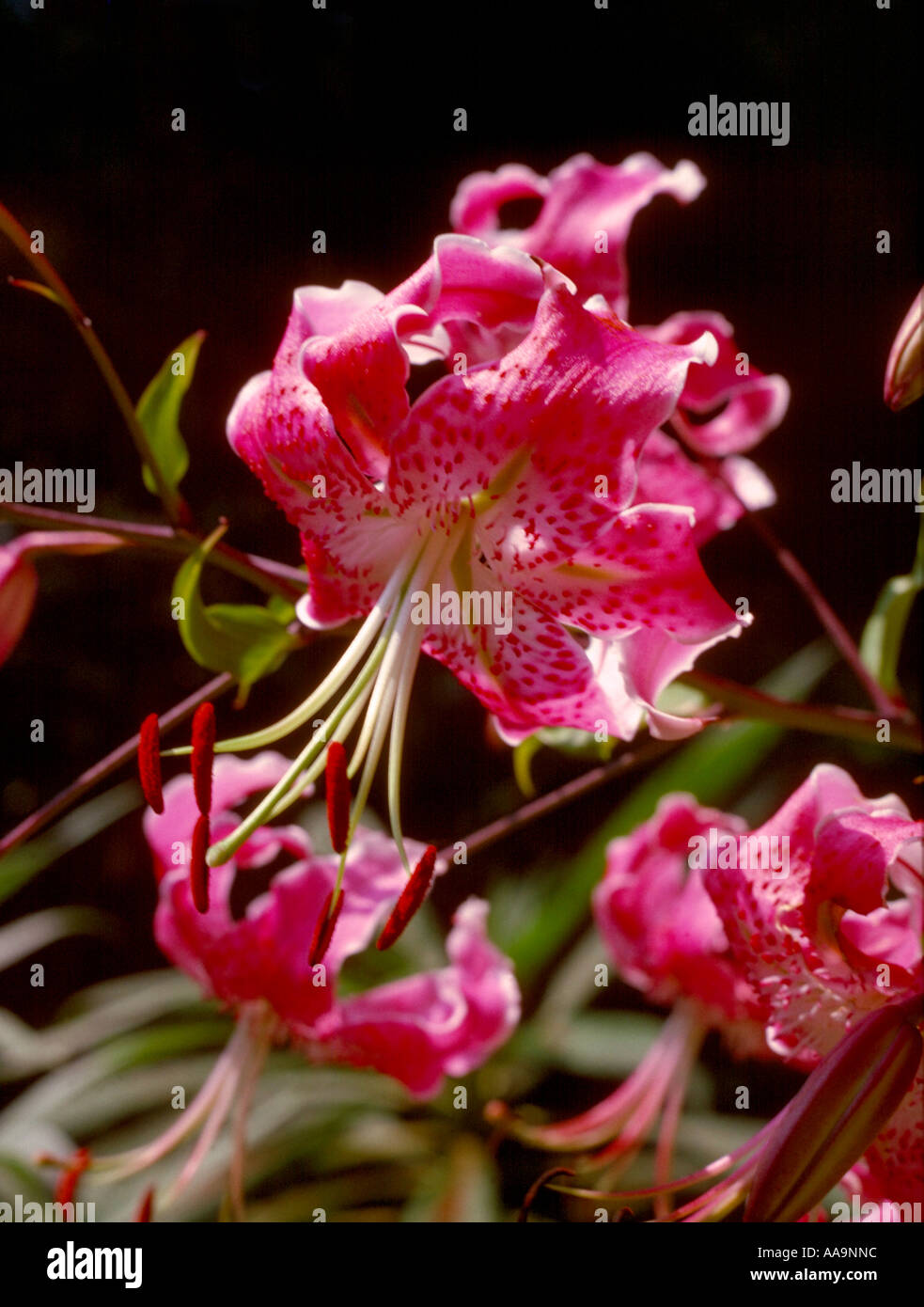 Rosa gefleckte Lily Stockfoto