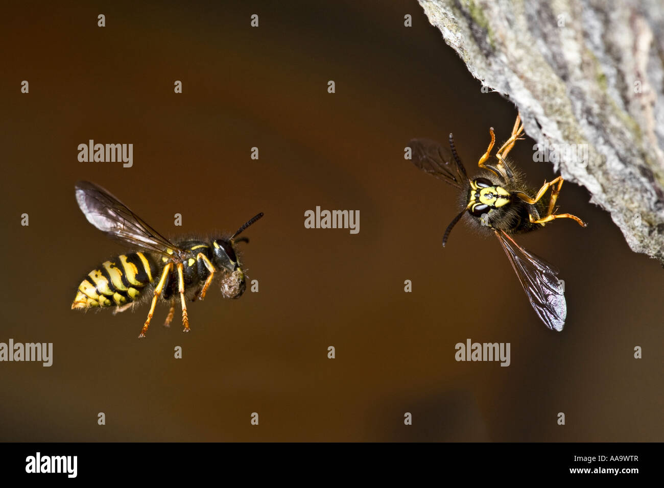 Sächsische Wespe Dolichovespula Saxonica im Flug nisten etwa Biggleswade Bedfordshire mit schön Out-of-Fokus-Hintergrund Stockfoto