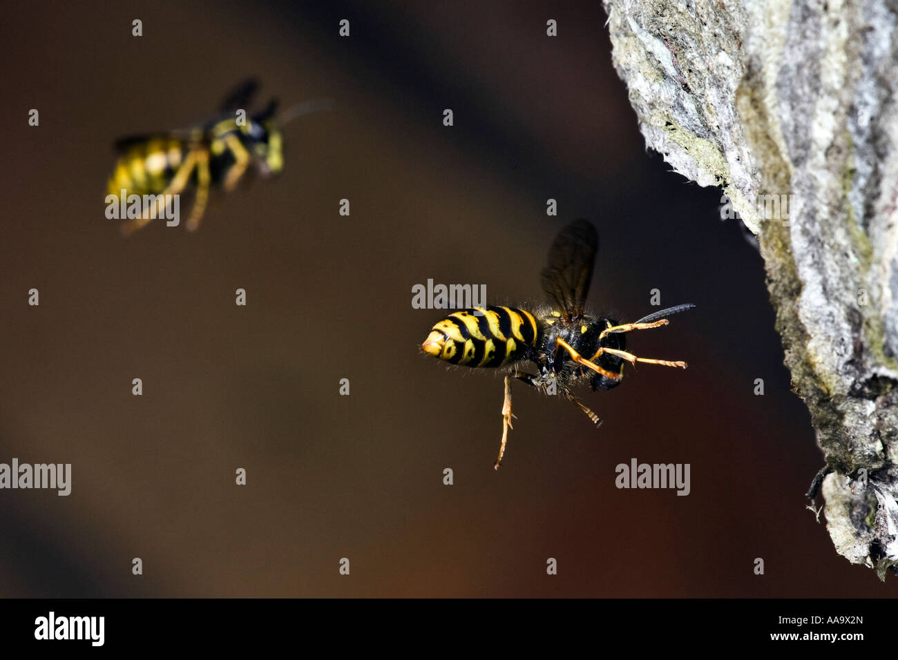 Sächsische Wespe Dolichovespula Saxonica im Flug nisten etwa Biggleswade Bedfordshire mit schön Out-of-Fokus-Hintergrund Stockfoto