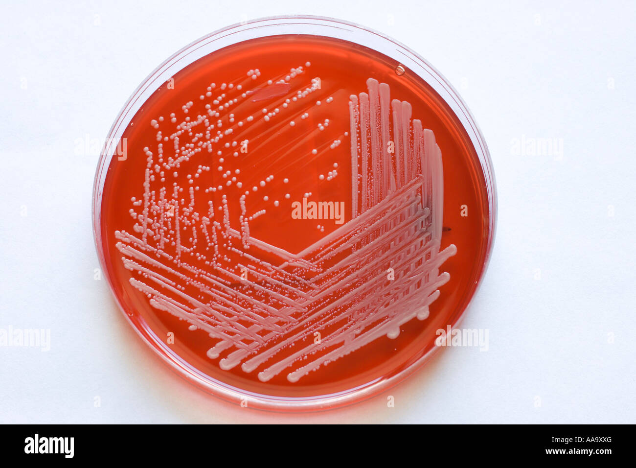 Blut Nährbodenplatte MRSA-Bakterien wachsen Stockfoto
