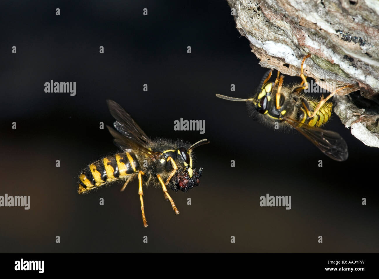 Sächsische Wespe Dolichovespula Saxonica im Flug am Nest mit schön Fokus Hintergrund Biggleswade bedfordshire Stockfoto