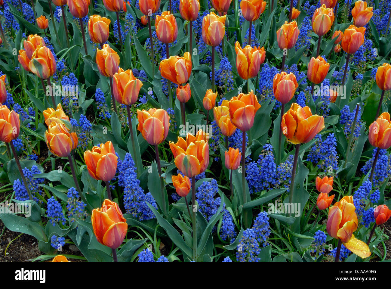 Der Frühling bringt ein Farbenmeer mit Prinses Irene, Tulpen und Muscari Blue Spike in voller Blüte Stockfoto