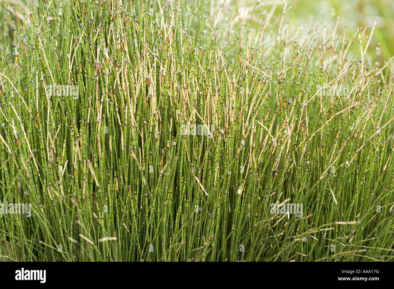 Dichter Haufen von Zwergscheuern, auch bekannt als Seggenschachtelhalm (Equisetum scirpoides), mit dünnen, grünen Gelenkstämmen in einer natürlichen Umgebung. Stockfoto