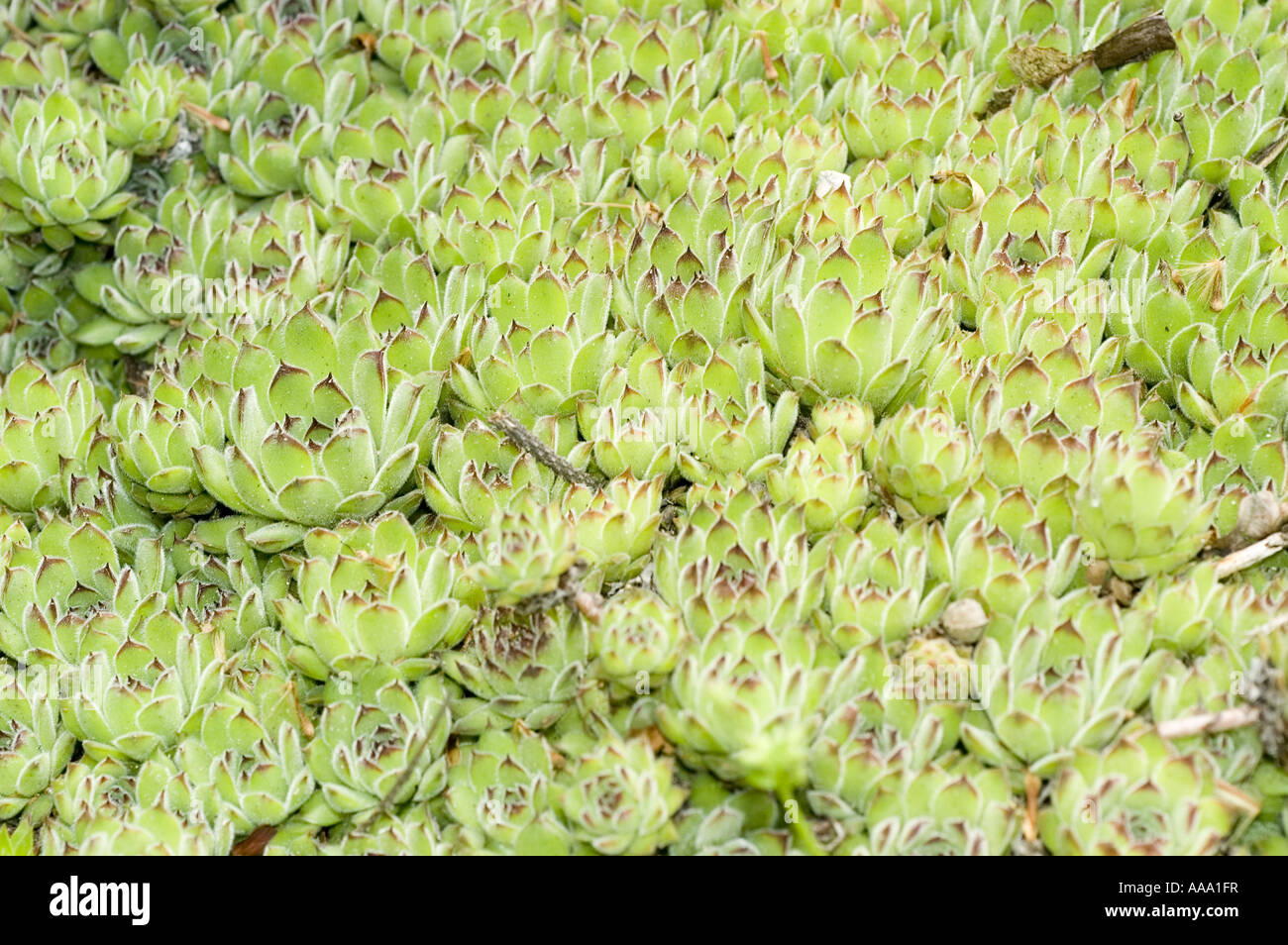 Grünpflanze Hauswurze oder Liveforever - Crasullaceae - Sempervivum Kosanini, Jugoslawien Stockfoto