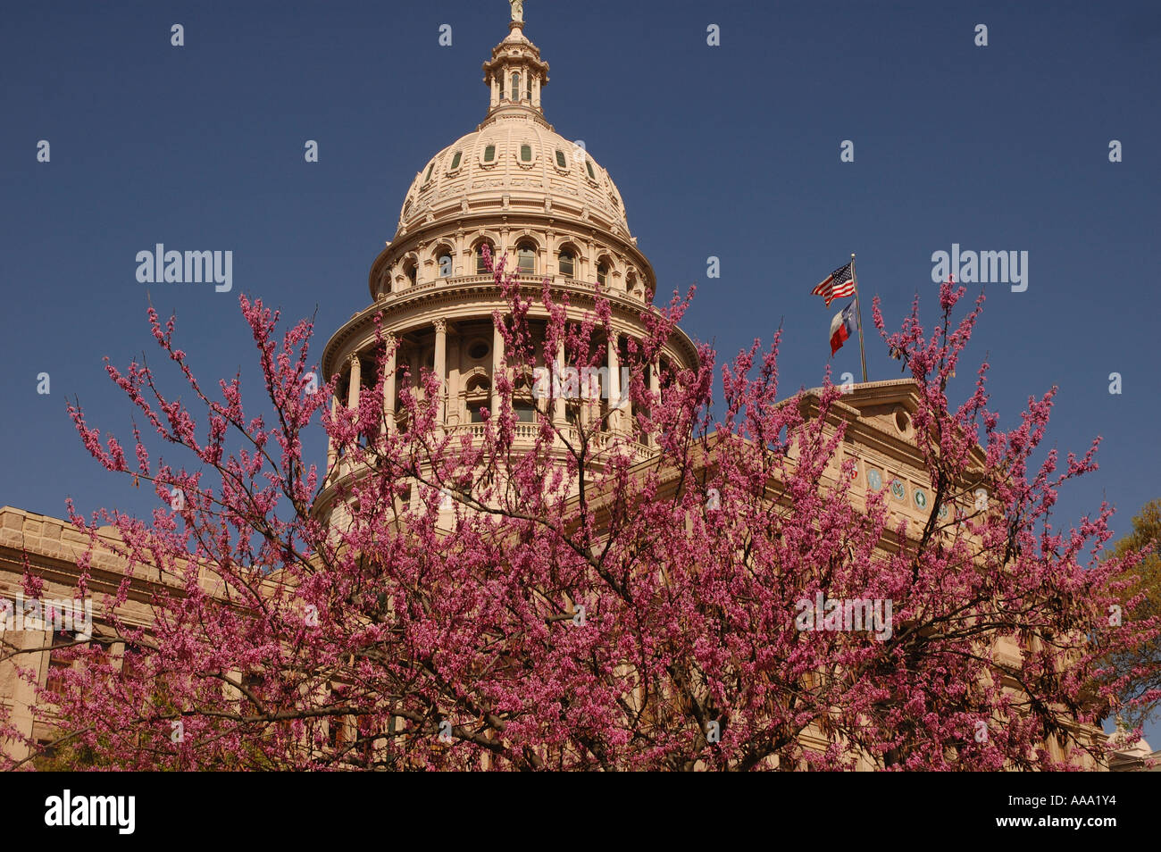 Blühende Bäume zieren die Landeshauptstadt von Texas in Austin. Stockfoto
