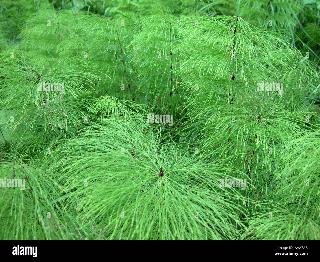 Farne im Wald Stockfoto