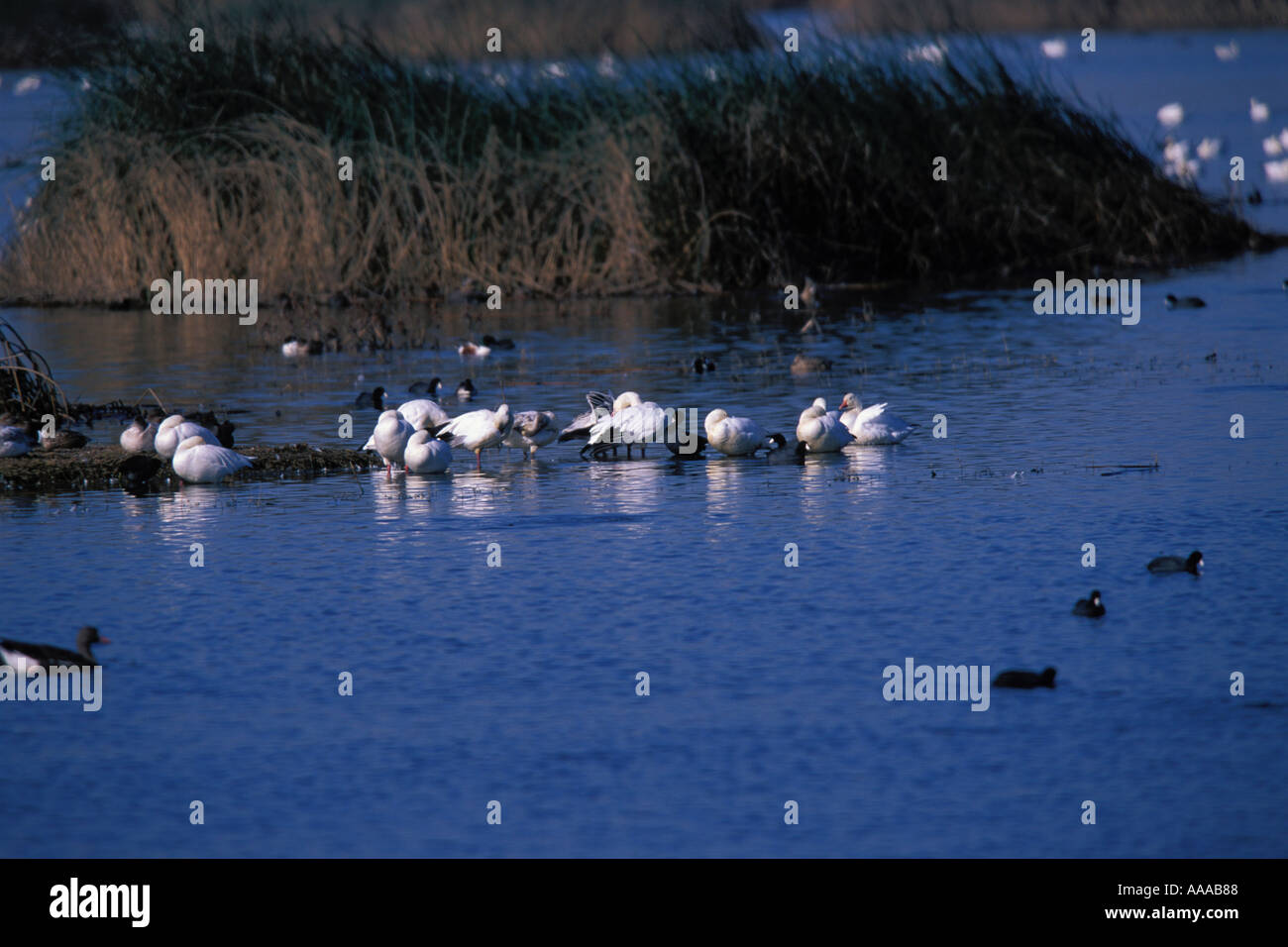 Sacramento NWR Schneegänse Chen Caeruluscens nördlichen Löffelenten Anas Clypeata und amerikanischen Blässhühner Fulica americana Stockfoto