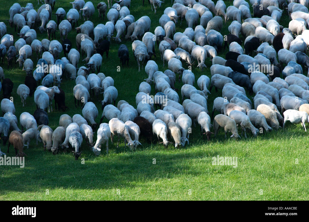 Herde von Schafen Weiden von oben gesehen Stockfoto