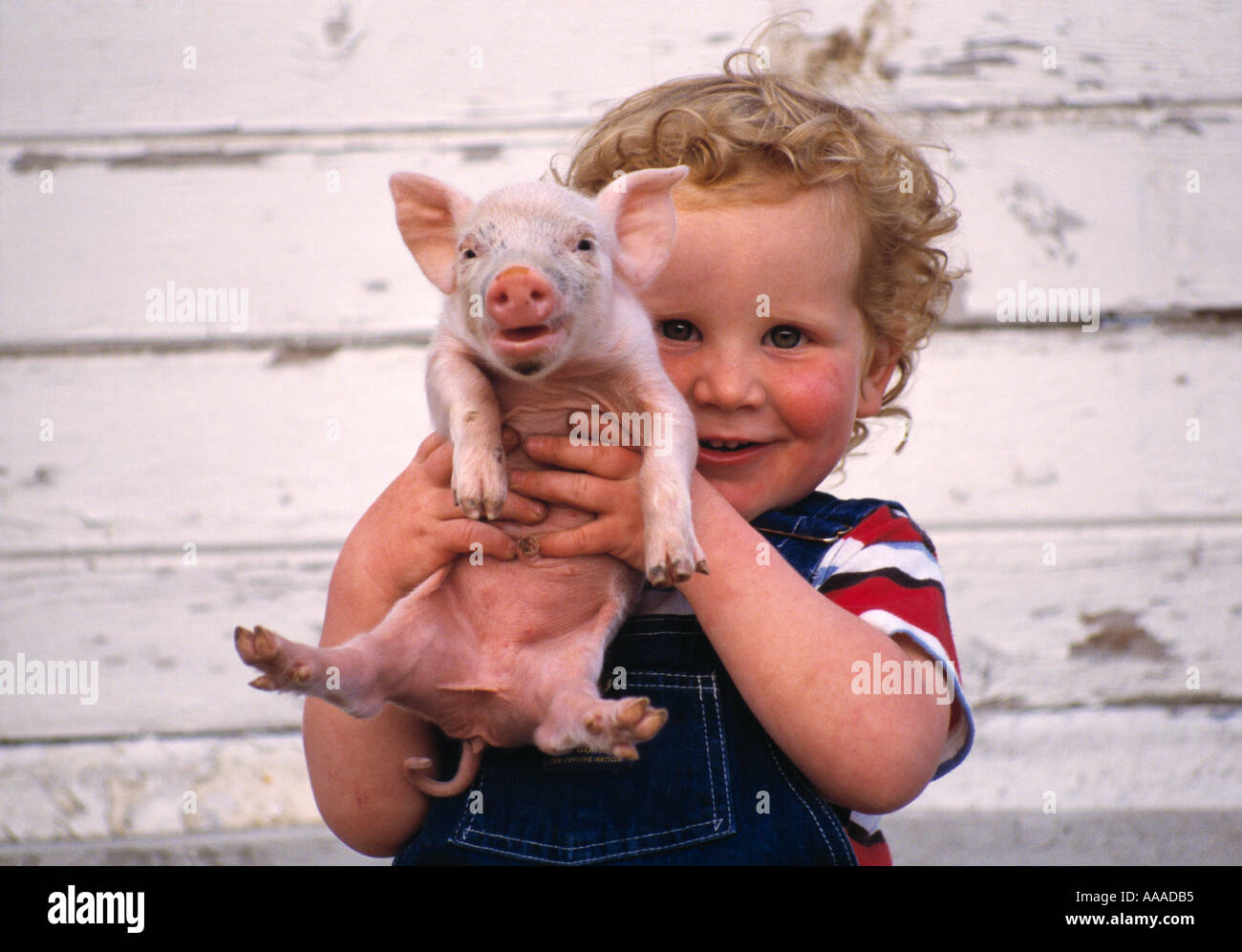 Landwirtschaft - leben auf dem Bauernhof kleiner Junge hält ein Ferkel / Fort Atkinson, Wisconsin, USA. Stockfoto