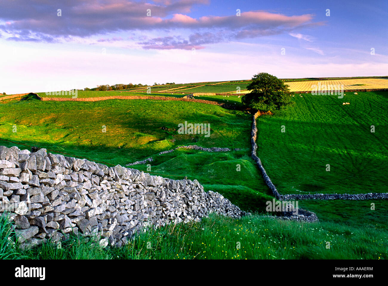 Felder in der Nähe von Litton, Peak District, UK. Stockfoto