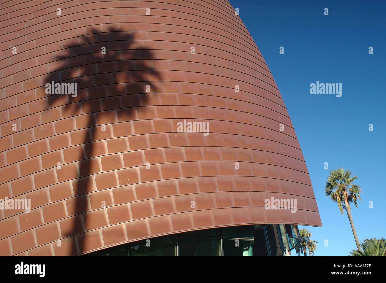 Palmen Sie rund um den Swan Bells eine touristische Attraktion in Perth Western Australia Stockfoto