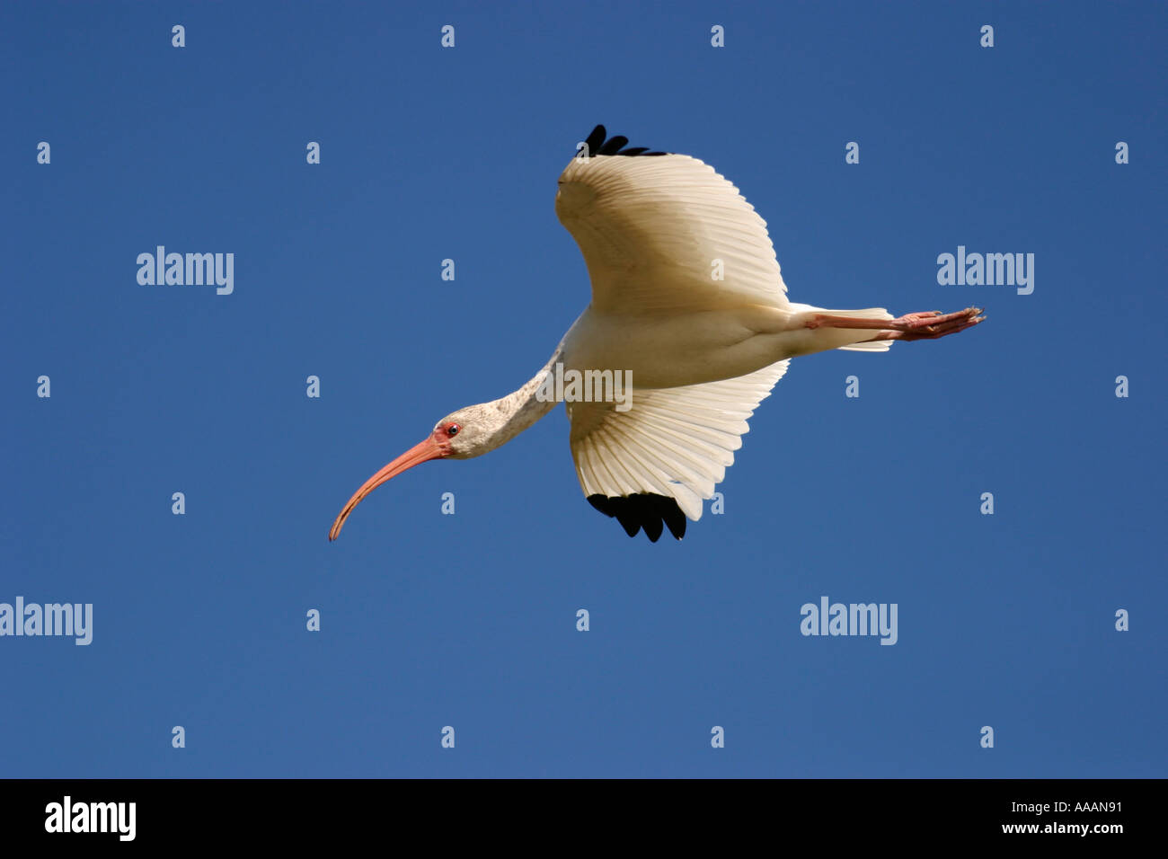 Weißes Ibis, Eudocimus albus Stockfoto