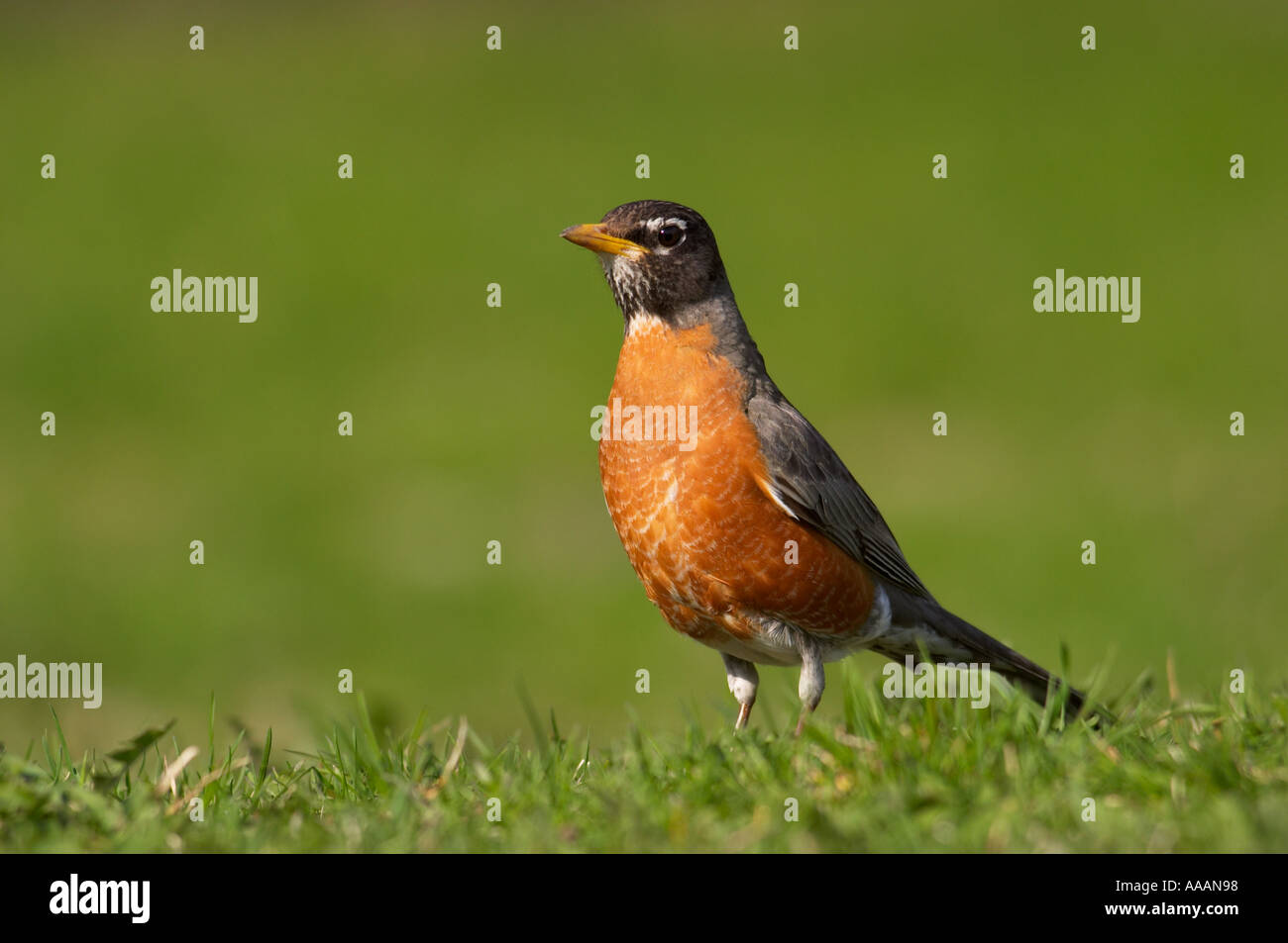 American Robin, Turdus migratorius Stockfoto