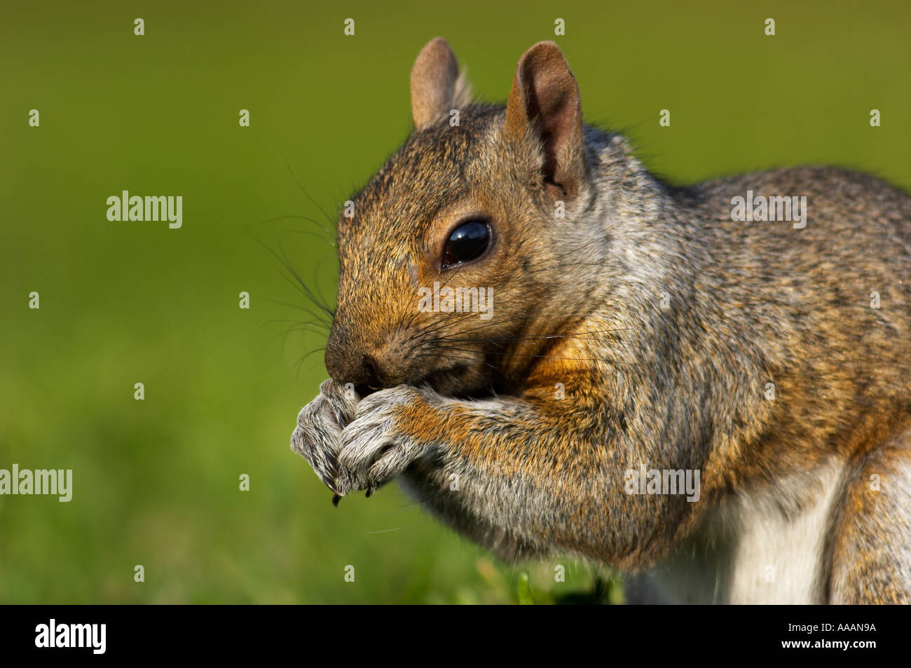 Östliche graue Eichhörnchen Sciurus carolinensis Stockfoto