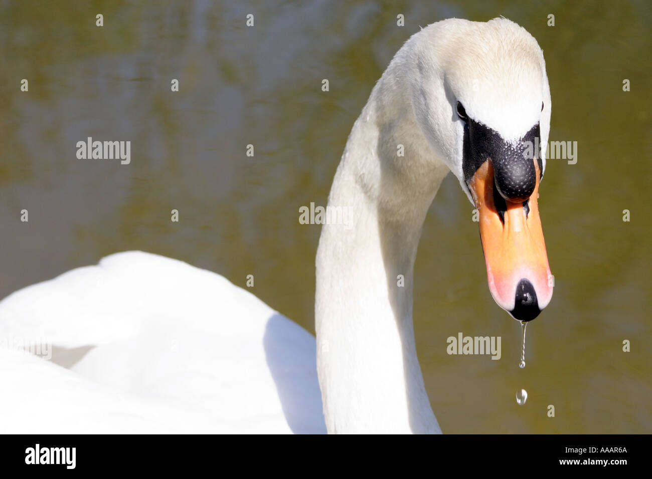 Höckerschwan Cygnus Olor, mit Wasser tropft aus Schnabel, UK Stockfoto