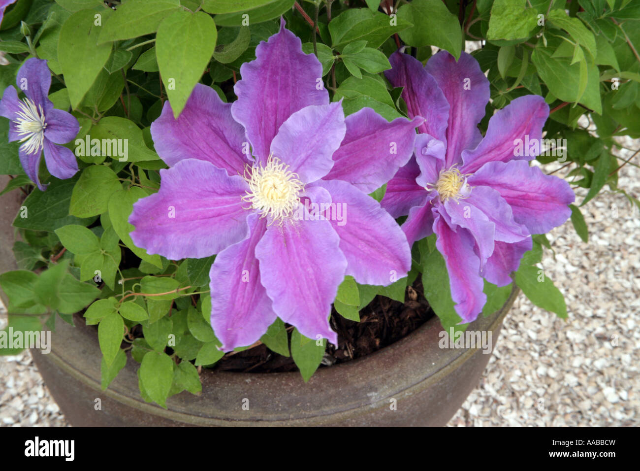 Clematis-Beata Stockfoto