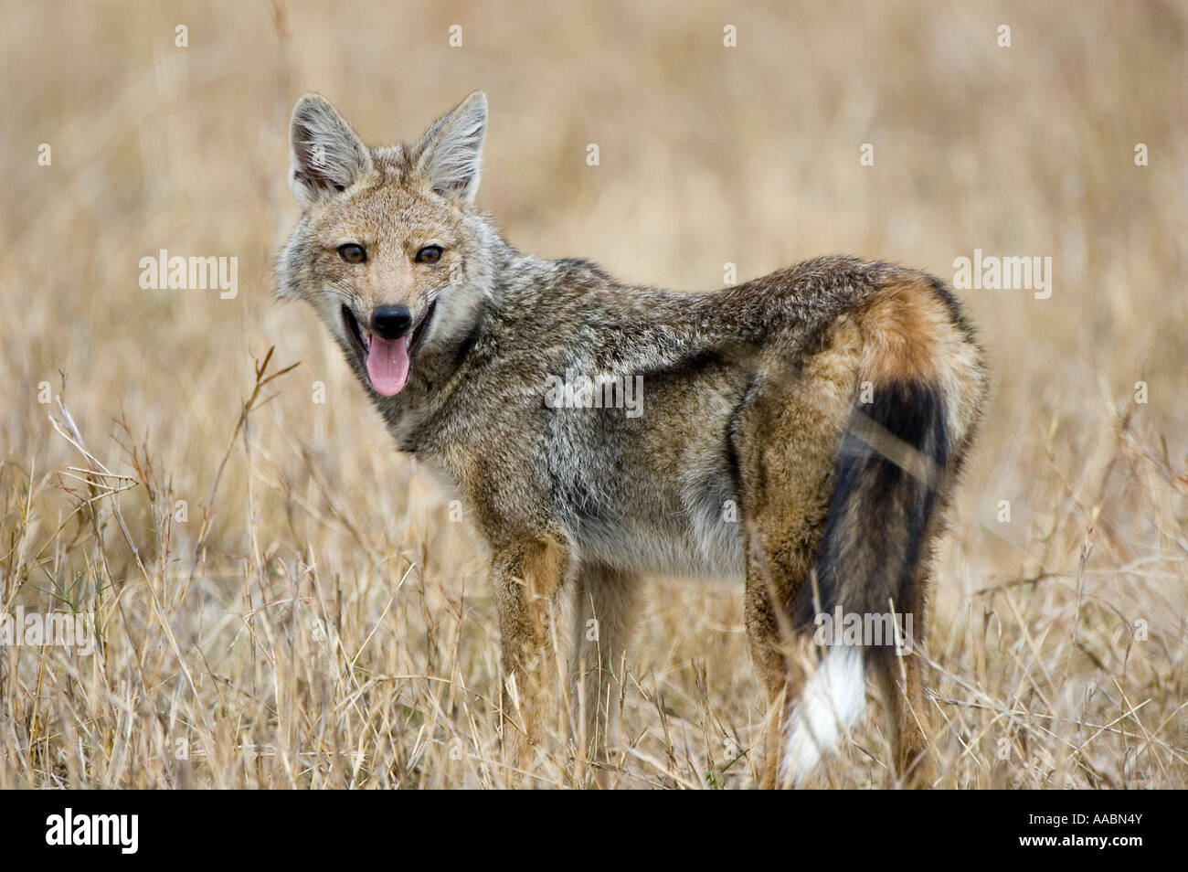 Seite Streifenschakal in Grünland Canis Adustus stehend Masai Mara Nationalpark Kenia Afrika Stockfoto