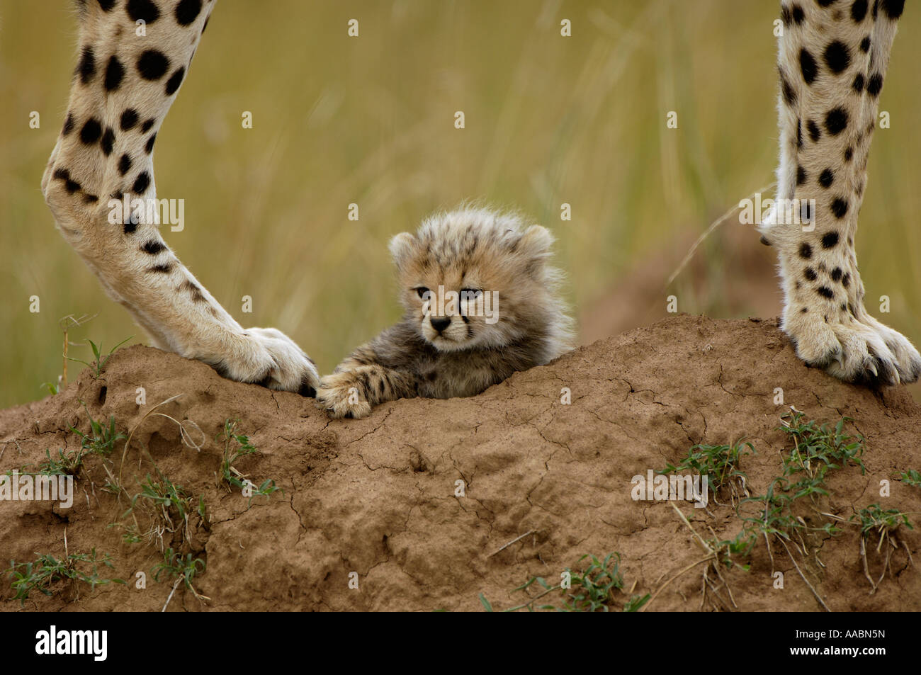 Gepard weiblich stehend auf einem Hügel über 1 Monat alt dösen Cub Acinonyx Jabatus Masai Mara Kenia Afrika Stockfoto
