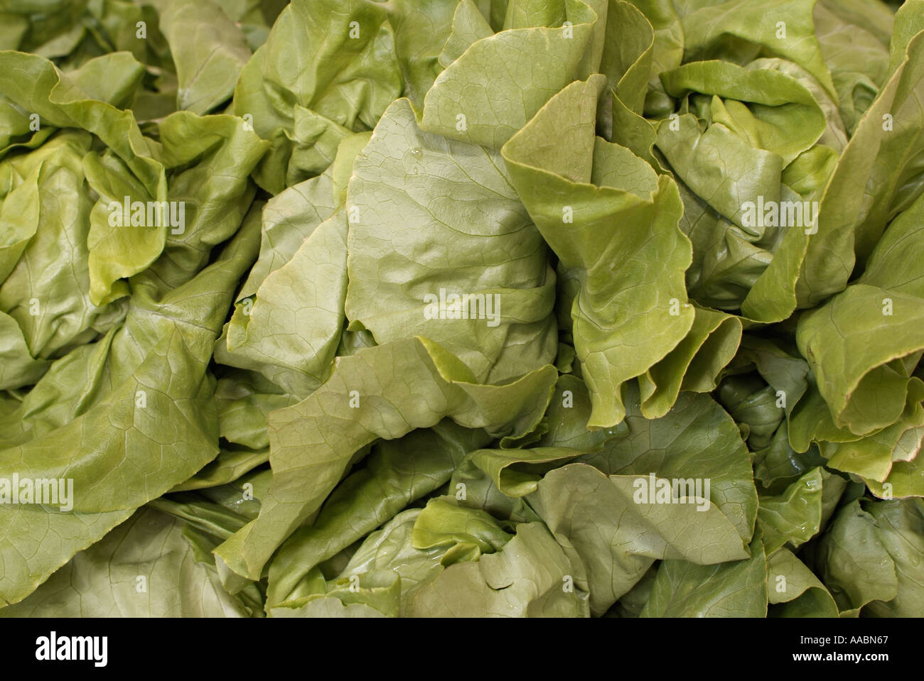 Salatblätter Stockfoto