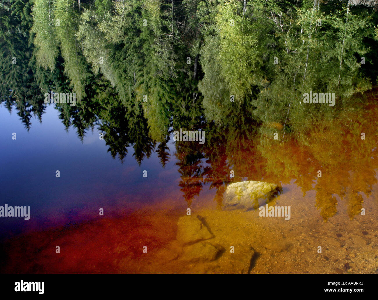 Ufer / bank von einem Waldsee Stockfoto