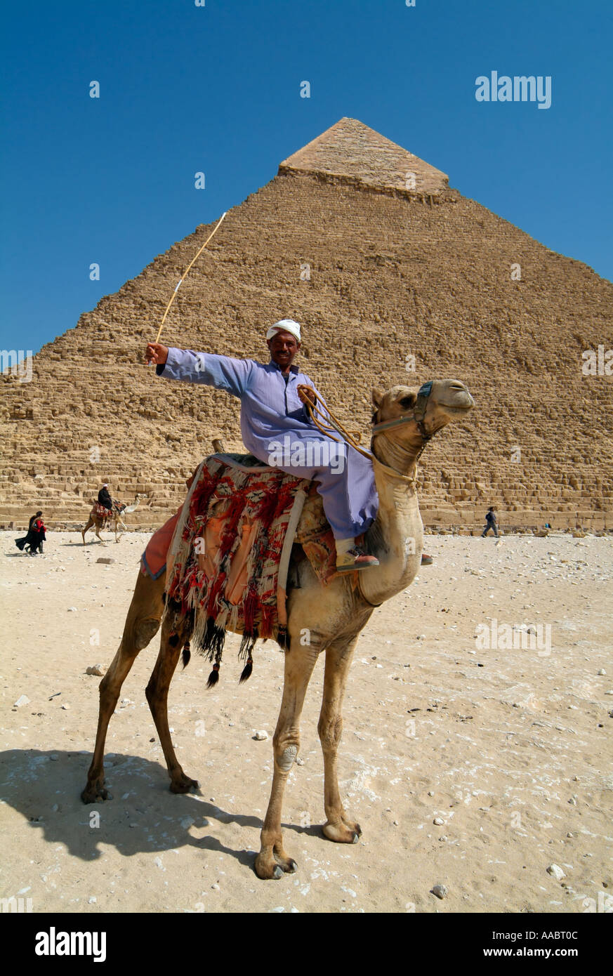 Kamel vor der Chephren-Pyramide, Gizeh, Kairo, Ägypten Stockfoto