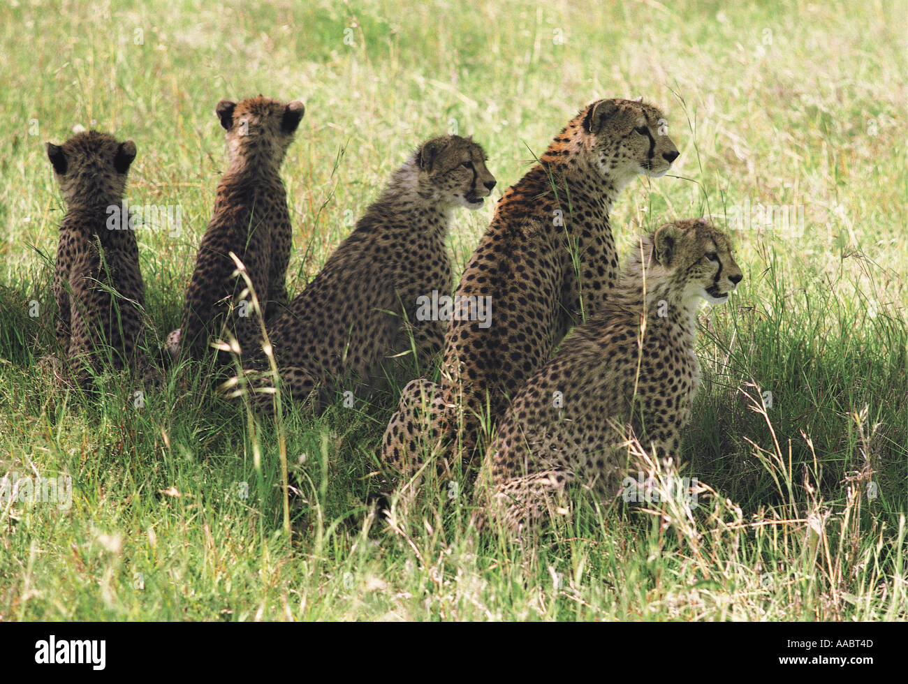Weibliche Gepard mit vier halb Erwachsenen jungen Masai Mara National Reserve Kenia in Ostafrika Stockfoto
