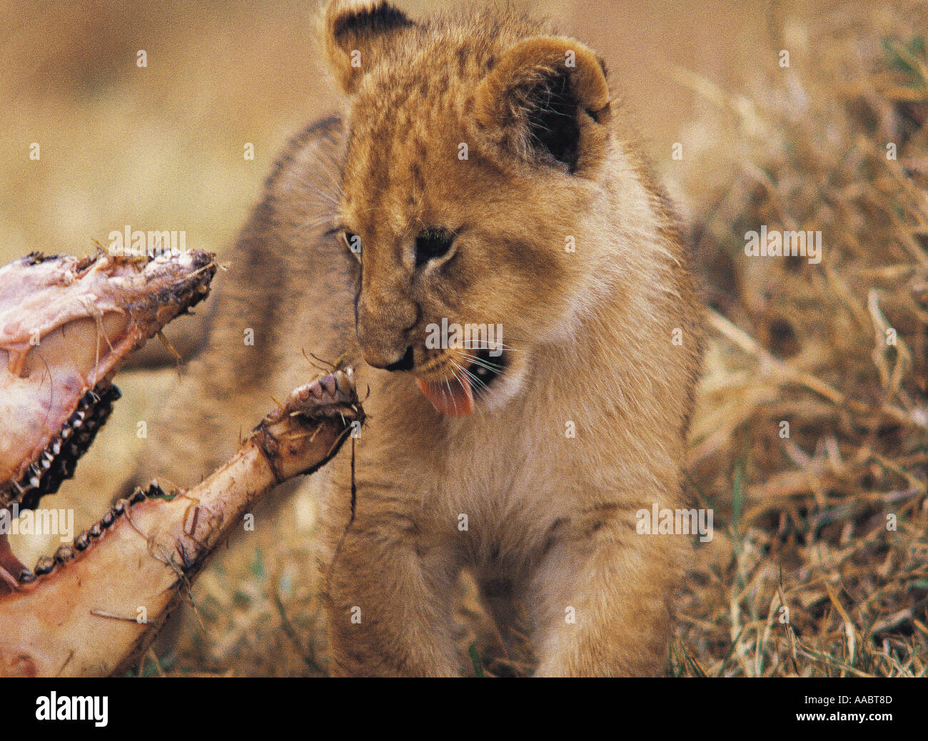 Löwenjunges ca. 6 Wochen alt mit Schädel des frisch getöteten Gnus Masai Mara National Reserve Kenia in Ostafrika Stockfoto