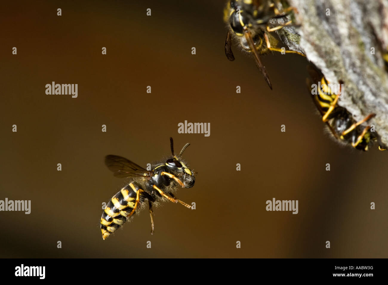 Sächsische Wespe Dolichovespula Saxonica im Flug nisten etwa Biggleswade Bedfordshire mit schön Out-of-Fokus-Hintergrund Stockfoto