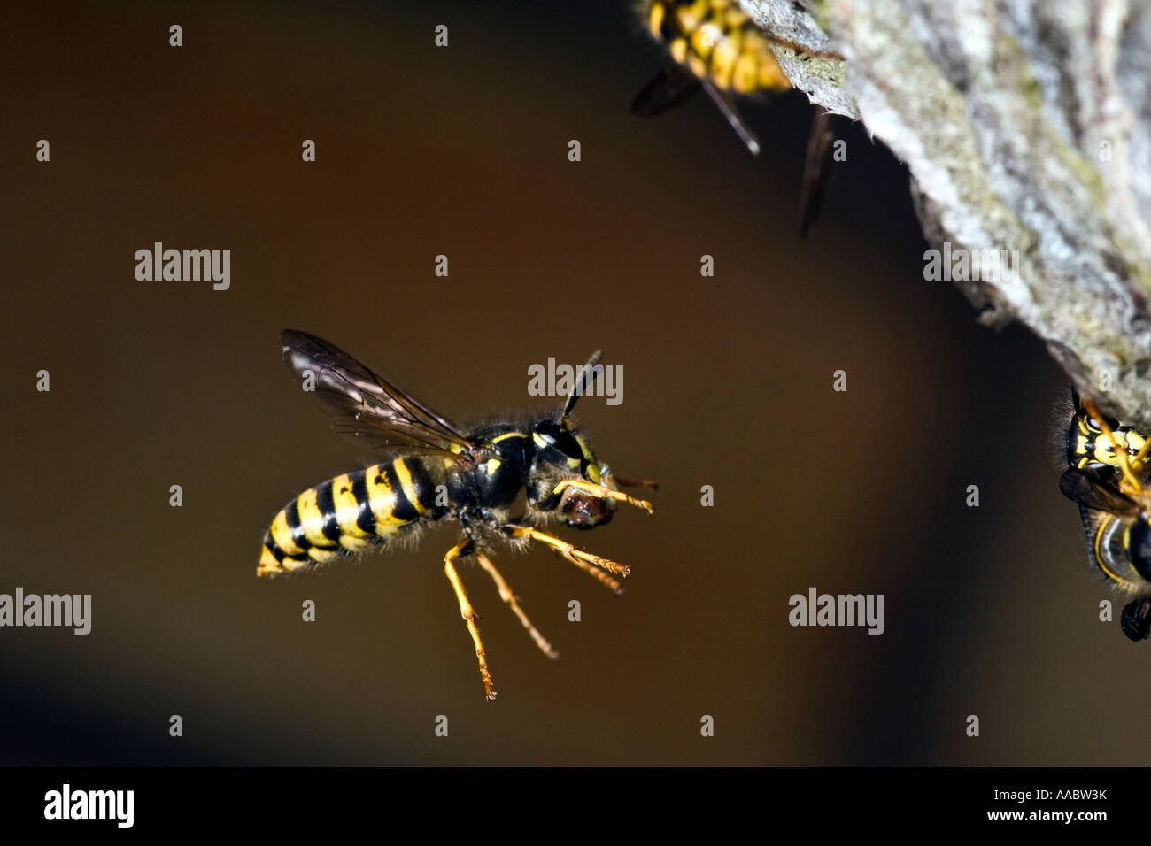 Sächsische Wespe Dolichovespula Saxonica im Flug nisten etwa Biggleswade Bedfordshire mit schön Out-of-Fokus-Hintergrund Stockfoto