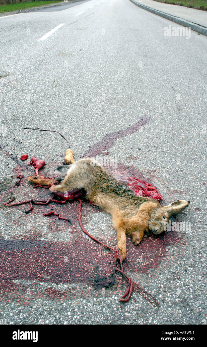 ein overrunned Hase auf der Straße Stockfoto