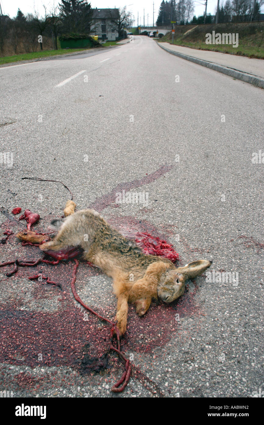 ein overrunned Hase auf der Straße Stockfoto