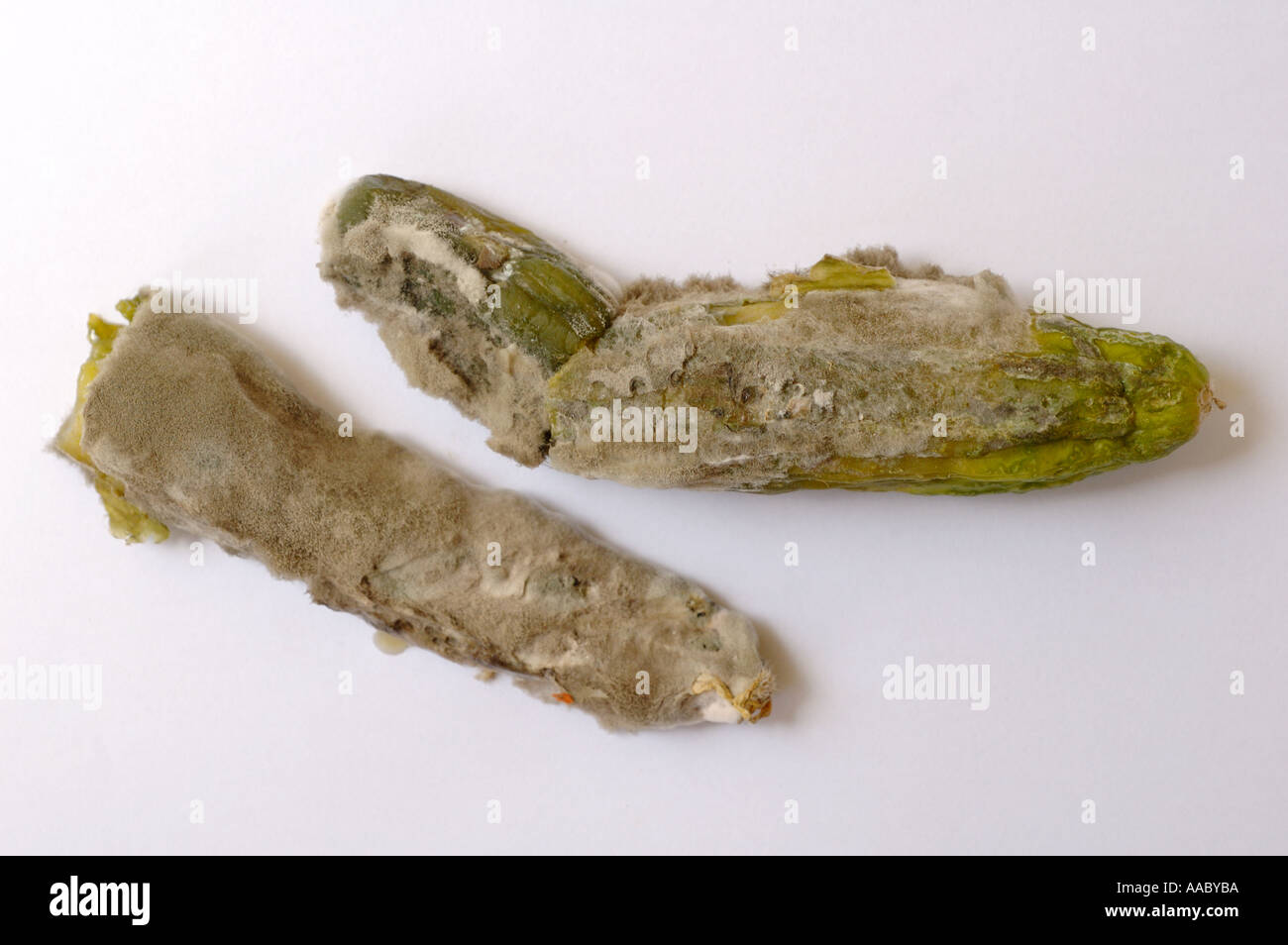 Faule Gurke Stockfoto