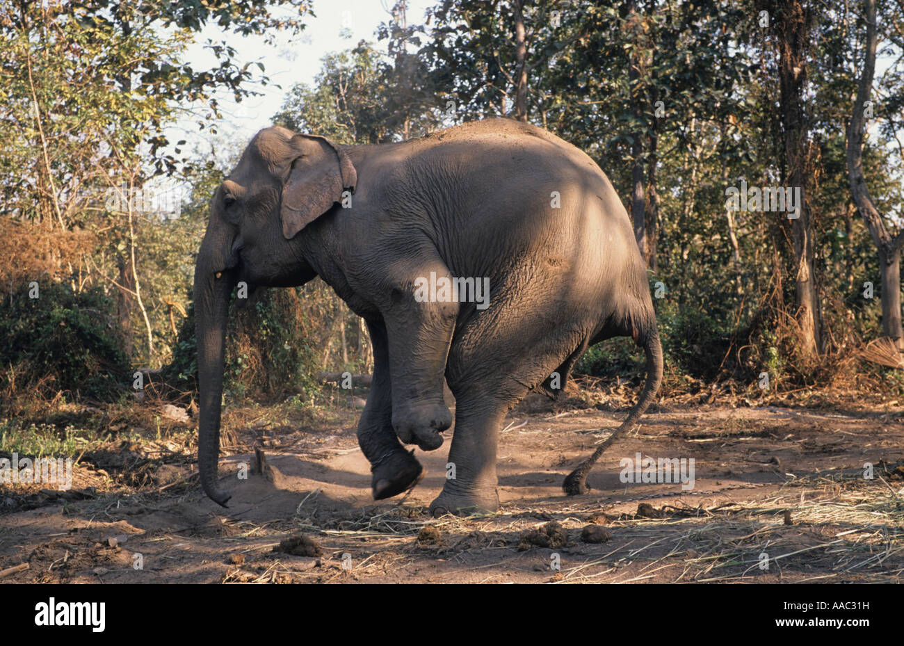 Motala Asiatischer Elefant Amputierte nach Landmine Verletzungen an Myanmar Grenze zu Thailand. Jetzt bei FAE Krankenhaus, Lampang, Thailand Stockfoto