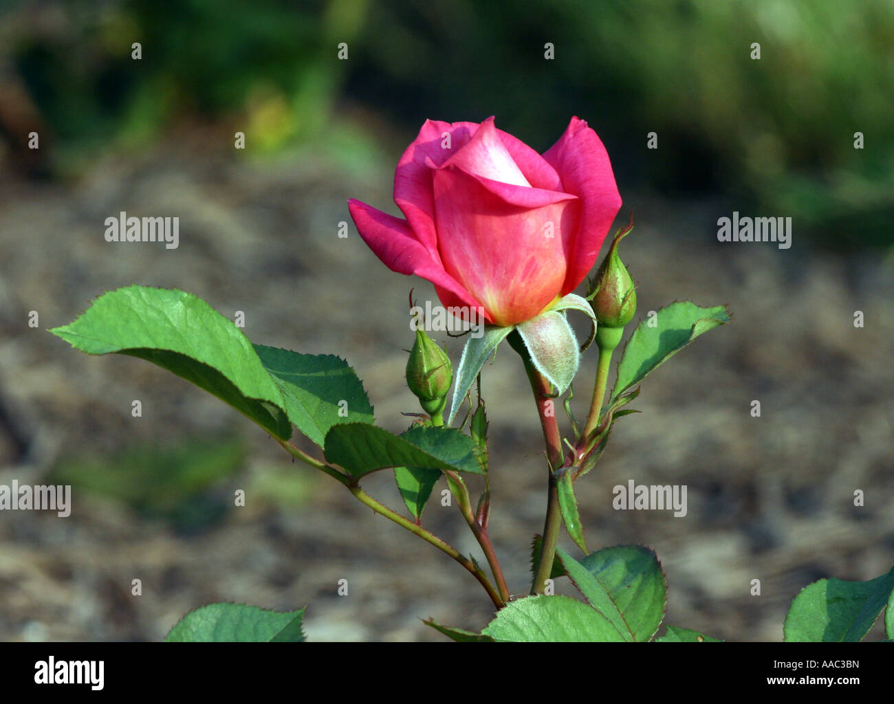Buffy Sainte-Marie rose Knospe. Stockfoto
